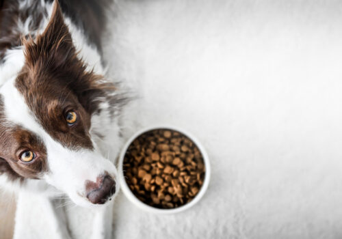 Gesunde Ernährungstipps für Hundebesitzer