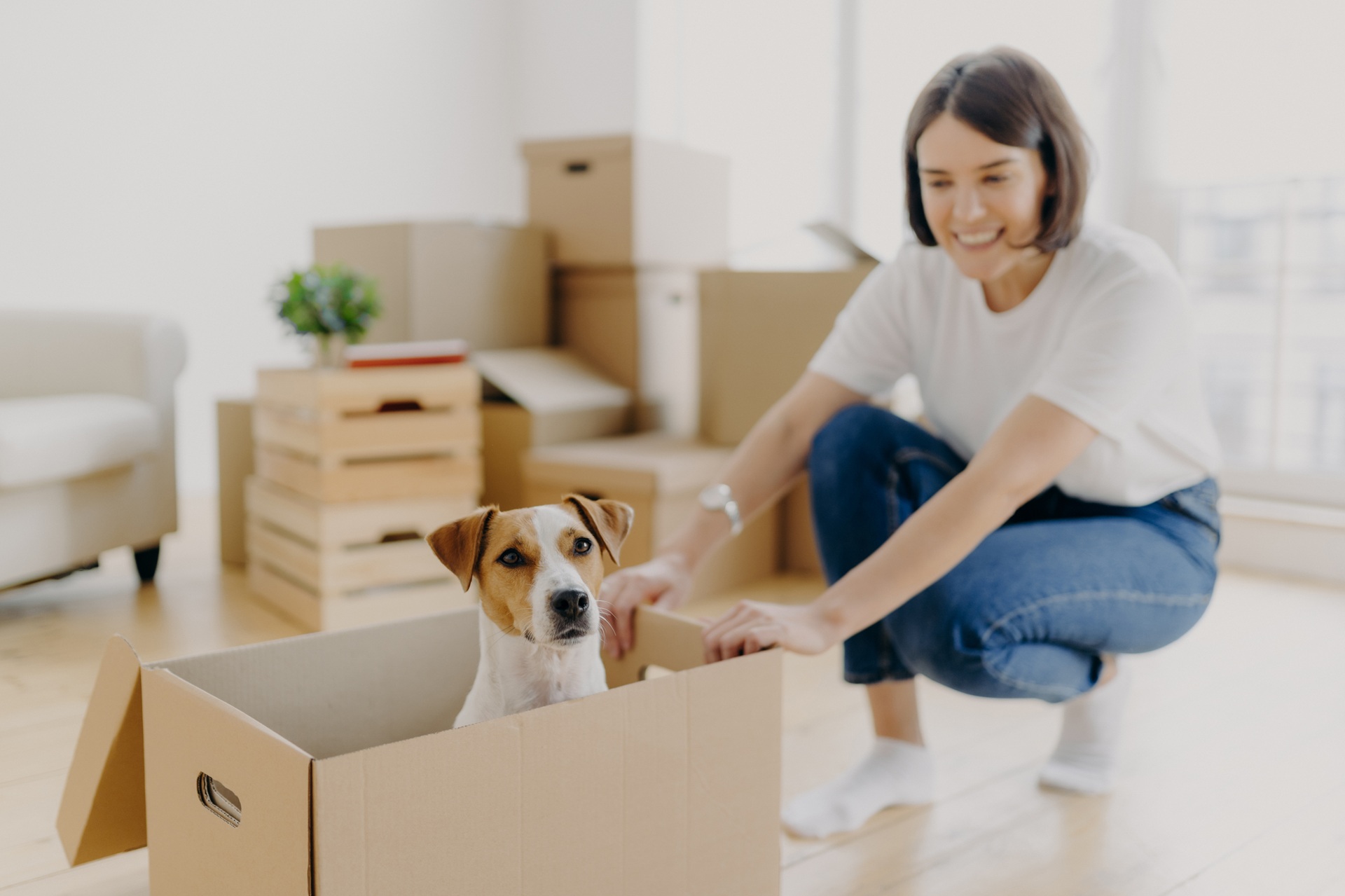 Umzug mit Hund entspannt gestalten | Bio Hundefutter

